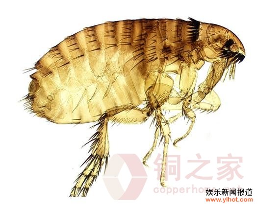 “外星寄生虫”惊现上海 白色异物塞满整个鱼头